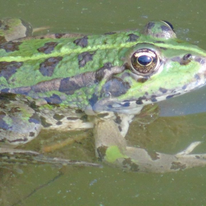 ΑΜΦΙΒΙΑ -ΒΑΤΡΑΧΟΣ ΑΜΦΙΒΙΑ -ΒΑΤΡΑΧΟΣ